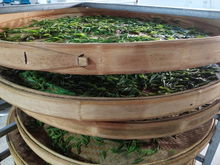 綠水青山育好茶，產業扶貧有希望